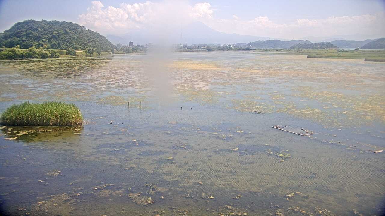 米子水鳥公園のコハクチョウ