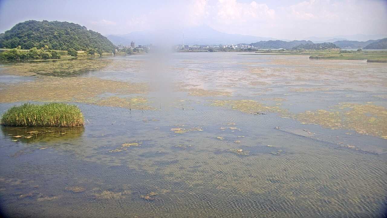 Bewicks Swans at Yonago Waterbird Sanctuary