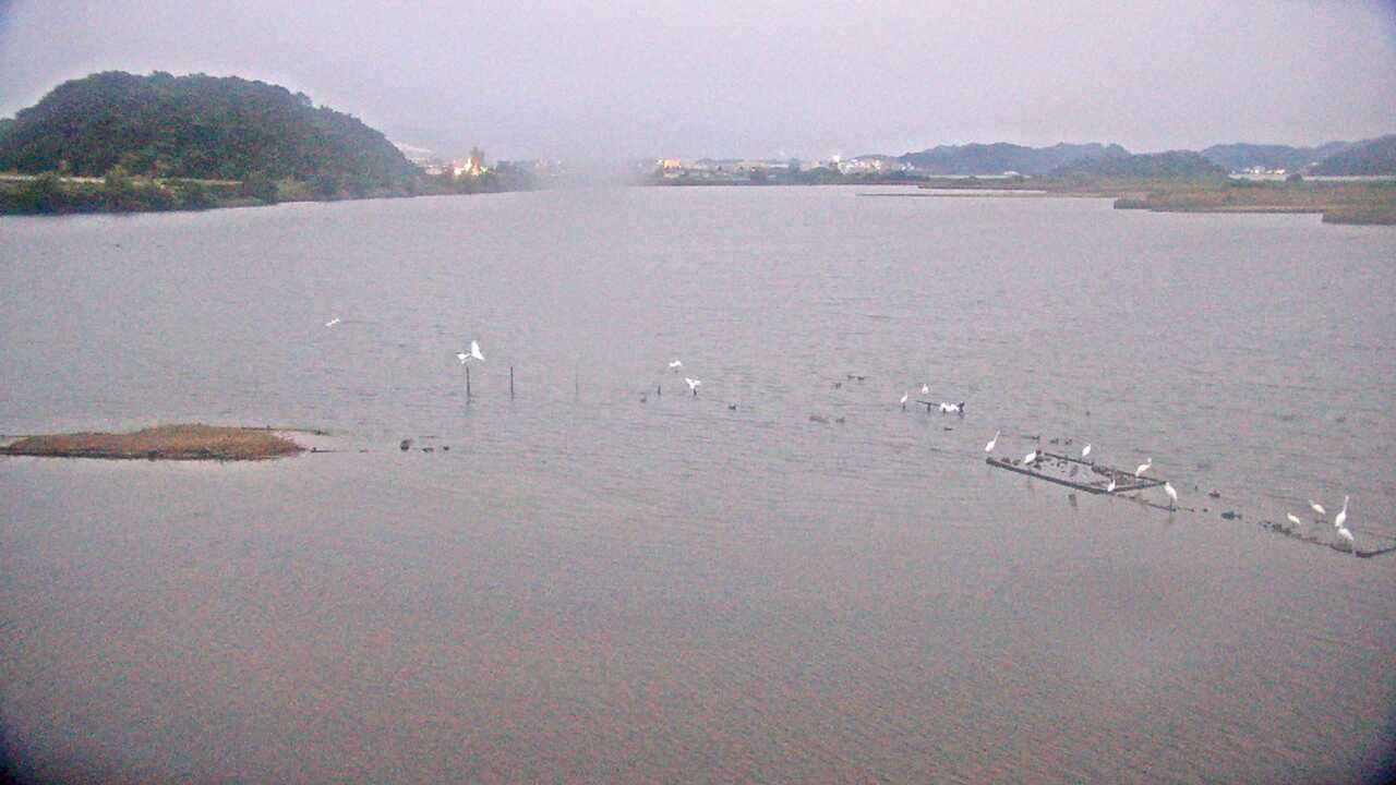 Bewicks Swans at Yonago Waterbird Sanctuary