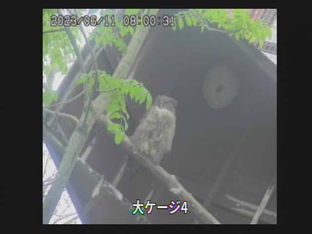シマフクロウ（釧路湿原野生生物保護センター）