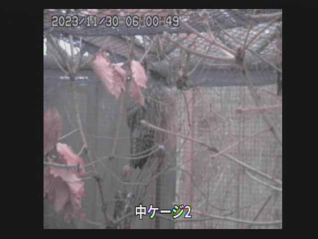 シマフクロウ（釧路湿原野生生物保護センター）
