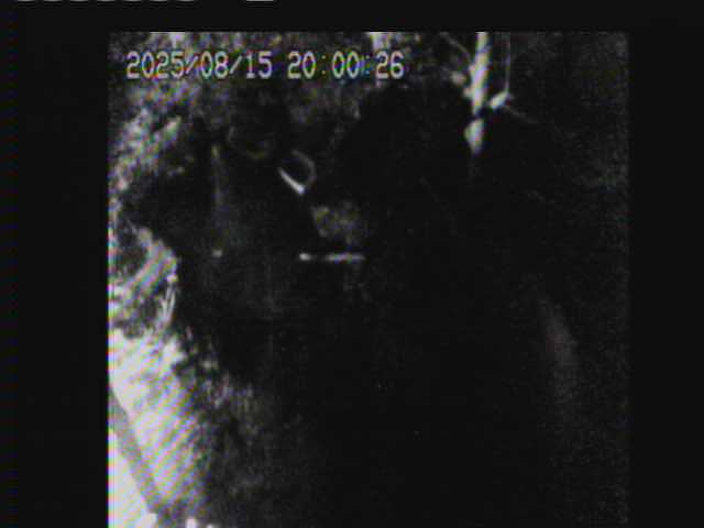 Blakistons Fish Owl at Kushiro（Kushiro-shitsugen Wildlife Center）