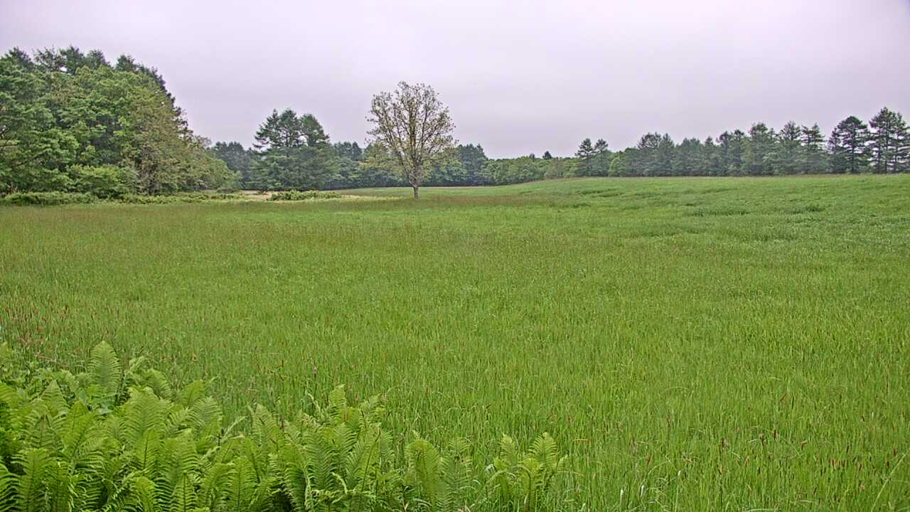 釧路湿原のタンチョウ