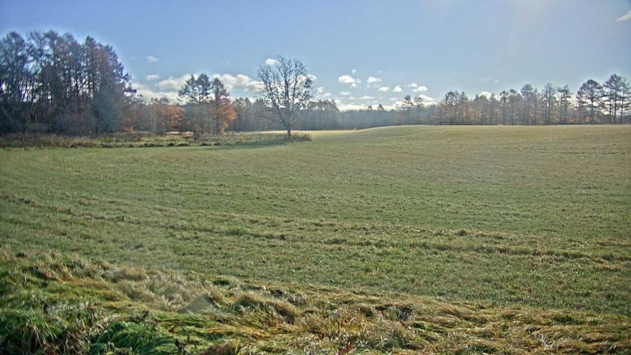 釧路湿原のタンチョウ