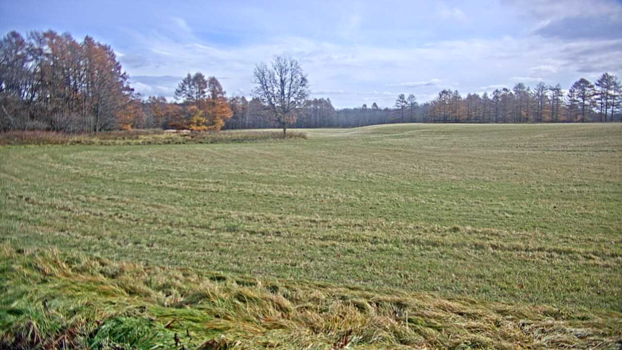 Red-Crowned Cranes in Kushiro Wetlands