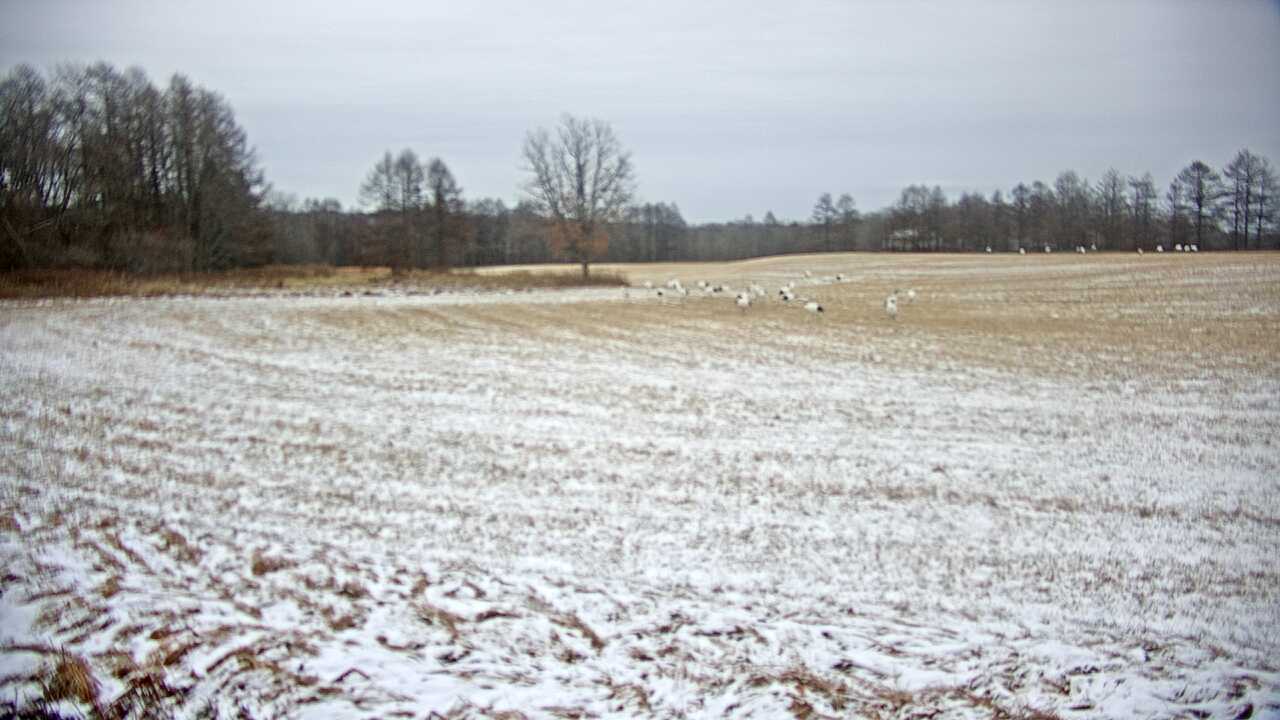 釧路湿原のタンチョウ