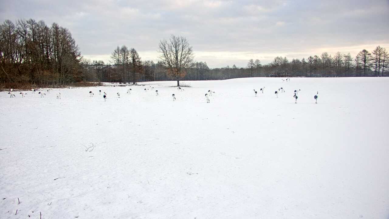 Red-Crowned Cranes in Kushiro Wetlands