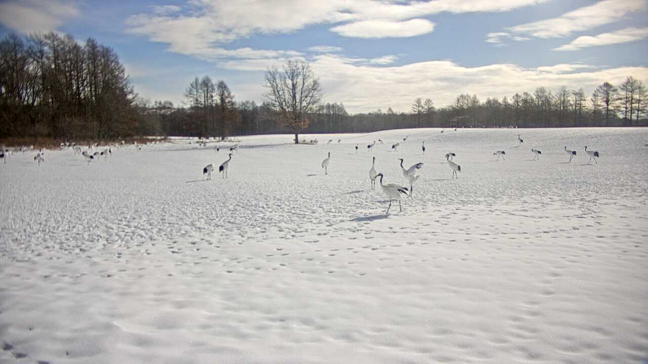 釧路湿原のタンチョウ