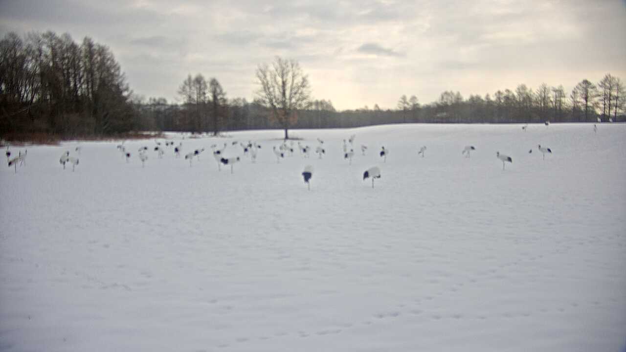 釧路湿原のタンチョウ