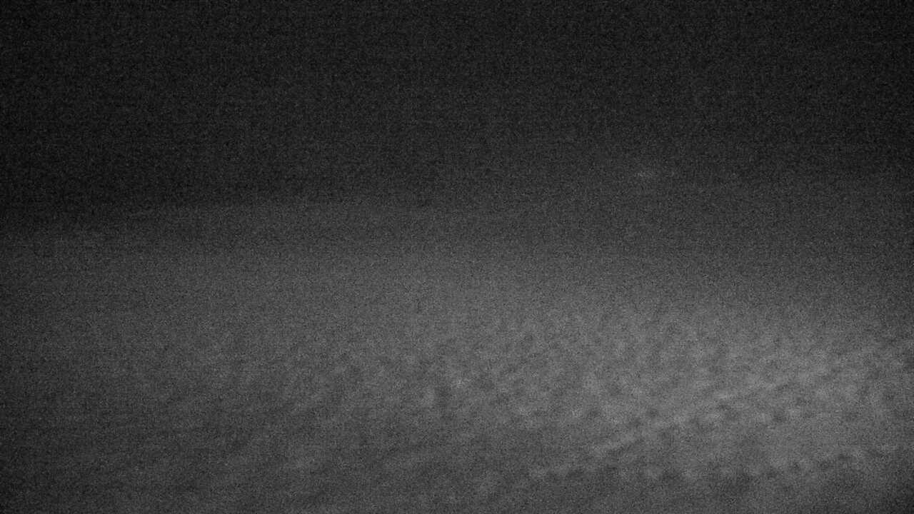 Red-Crowned Cranes in Kushiro Wetlands