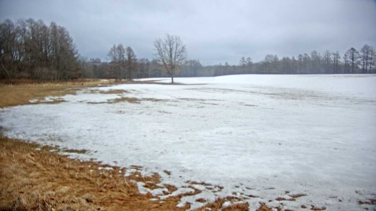 釧路湿原のタンチョウ