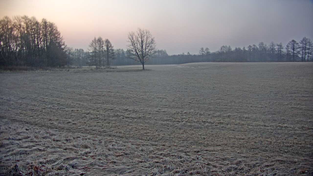 釧路湿原のタンチョウ