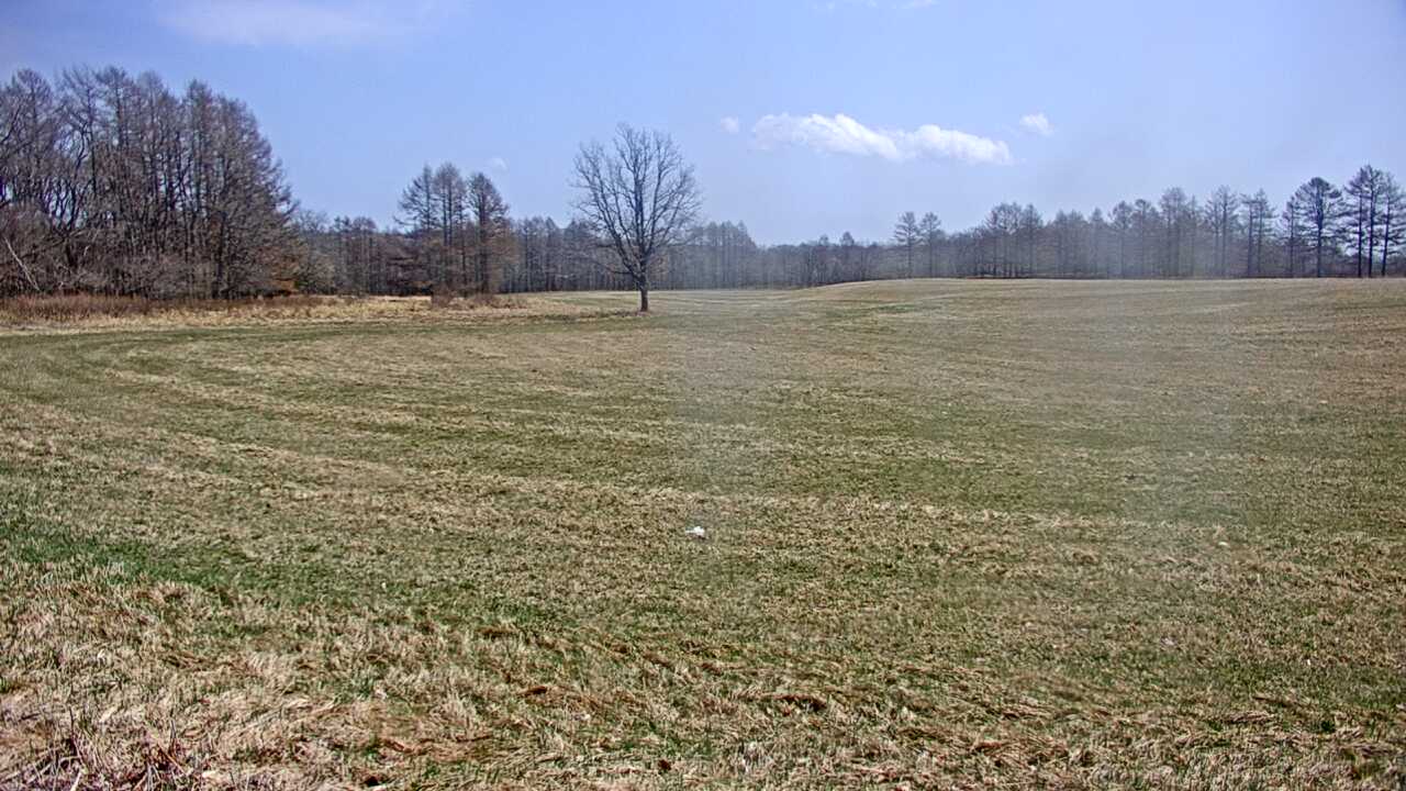 Red-Crowned Cranes in Kushiro Wetlands