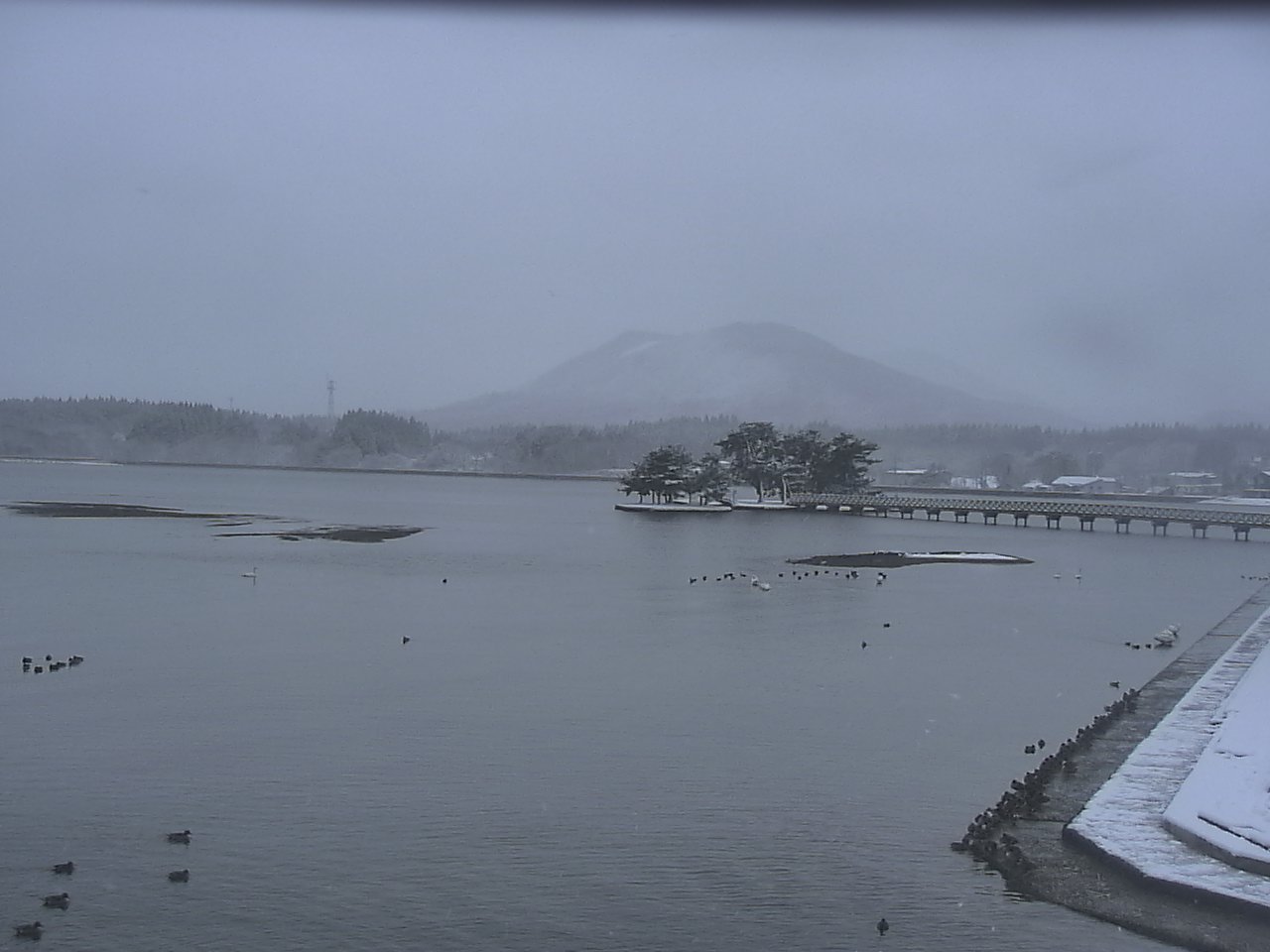 小湊海岸のハクチョウ