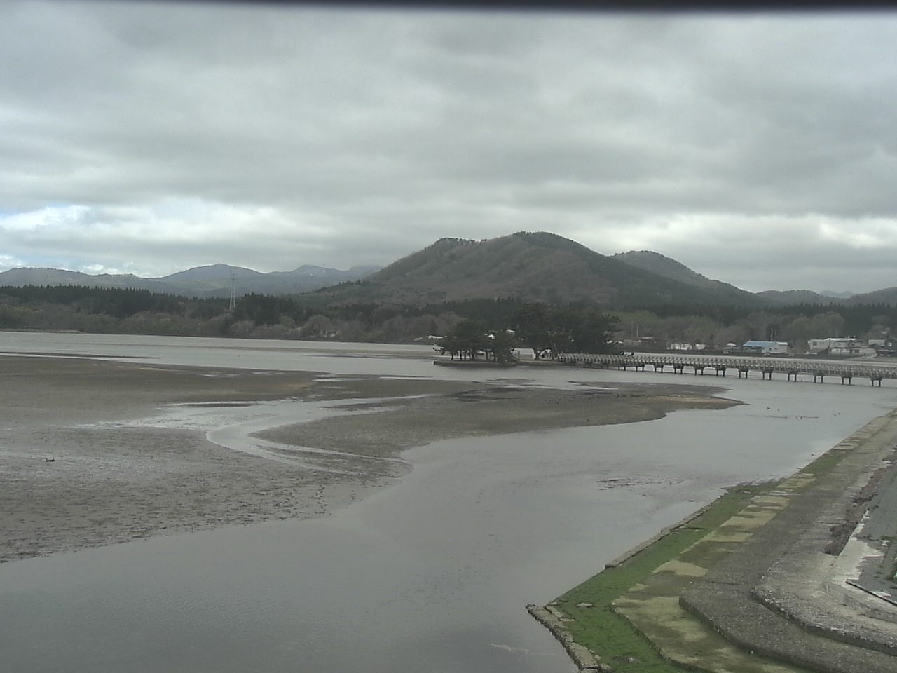 小湊海岸のハクチョウ