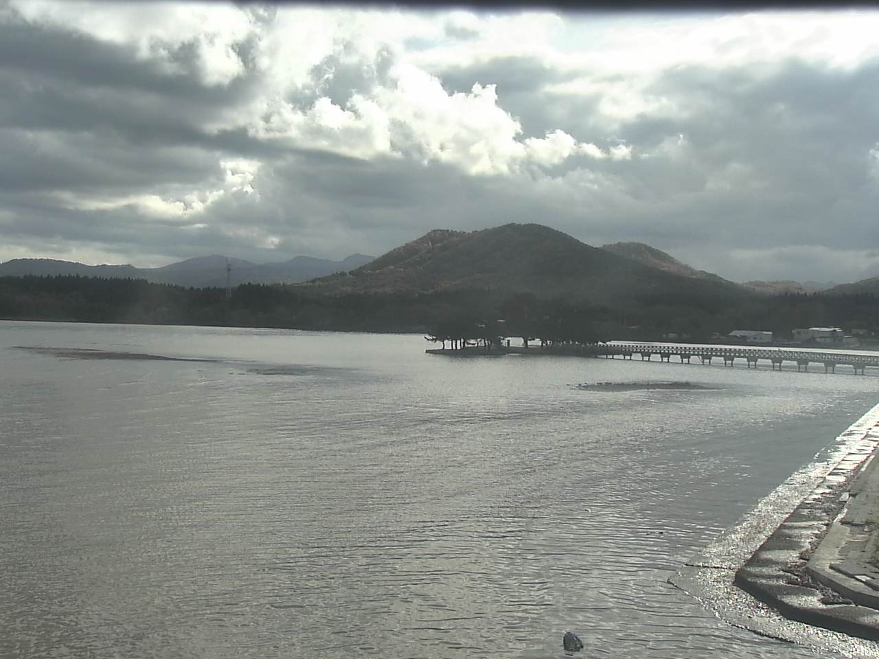 Swans on Kominato Beach