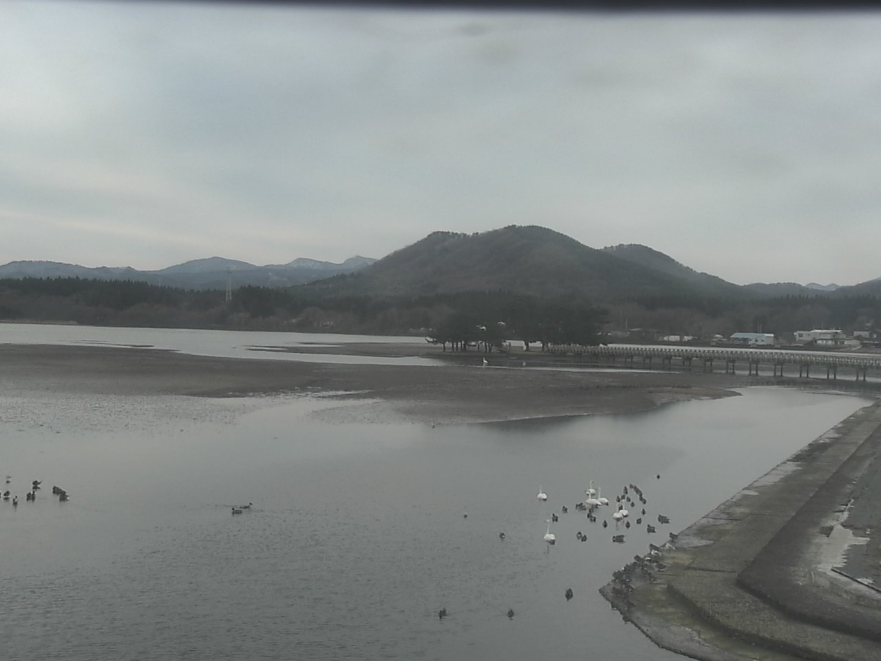 Swans on Kominato Beach