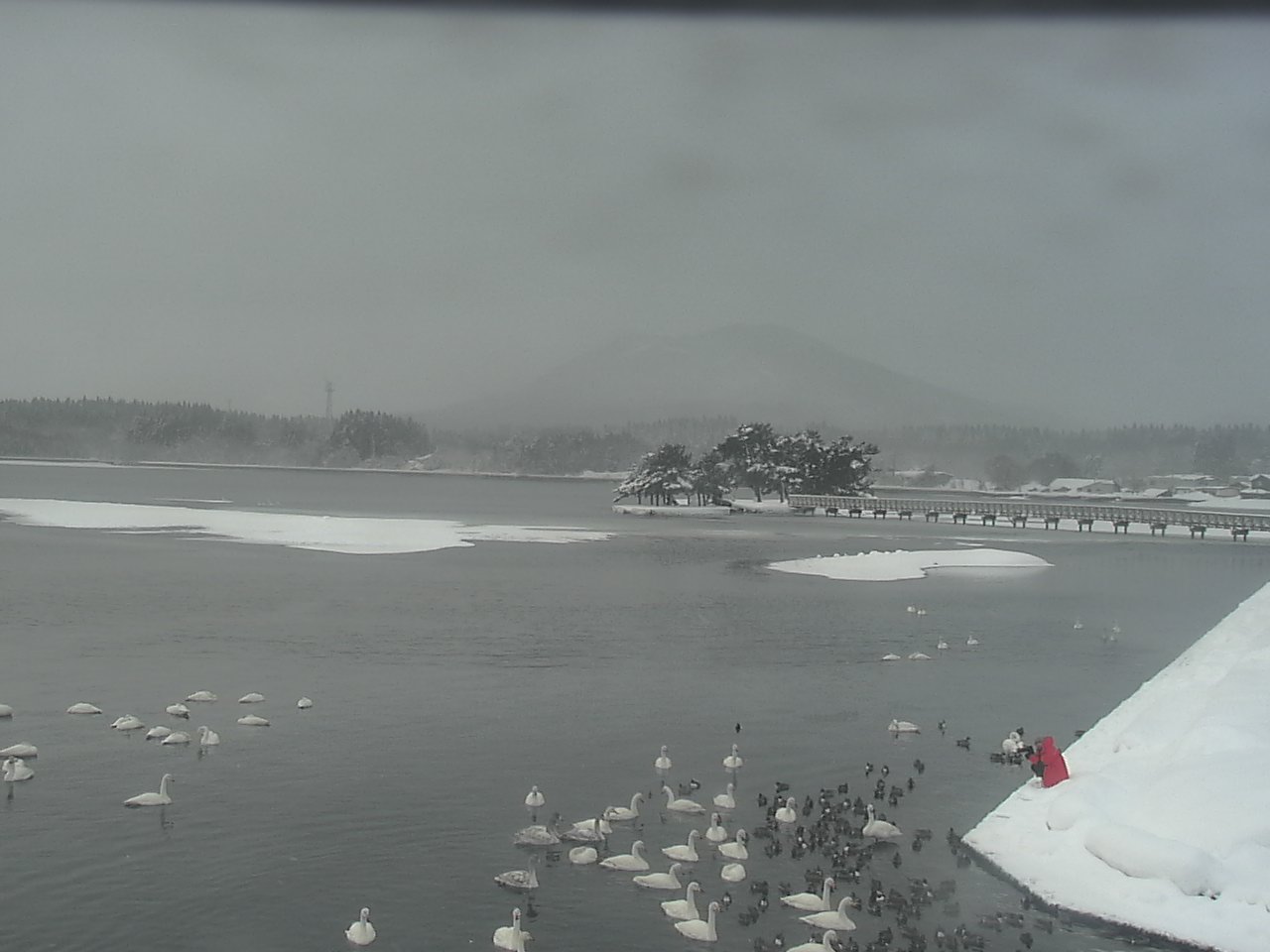小湊海岸のハクチョウ
