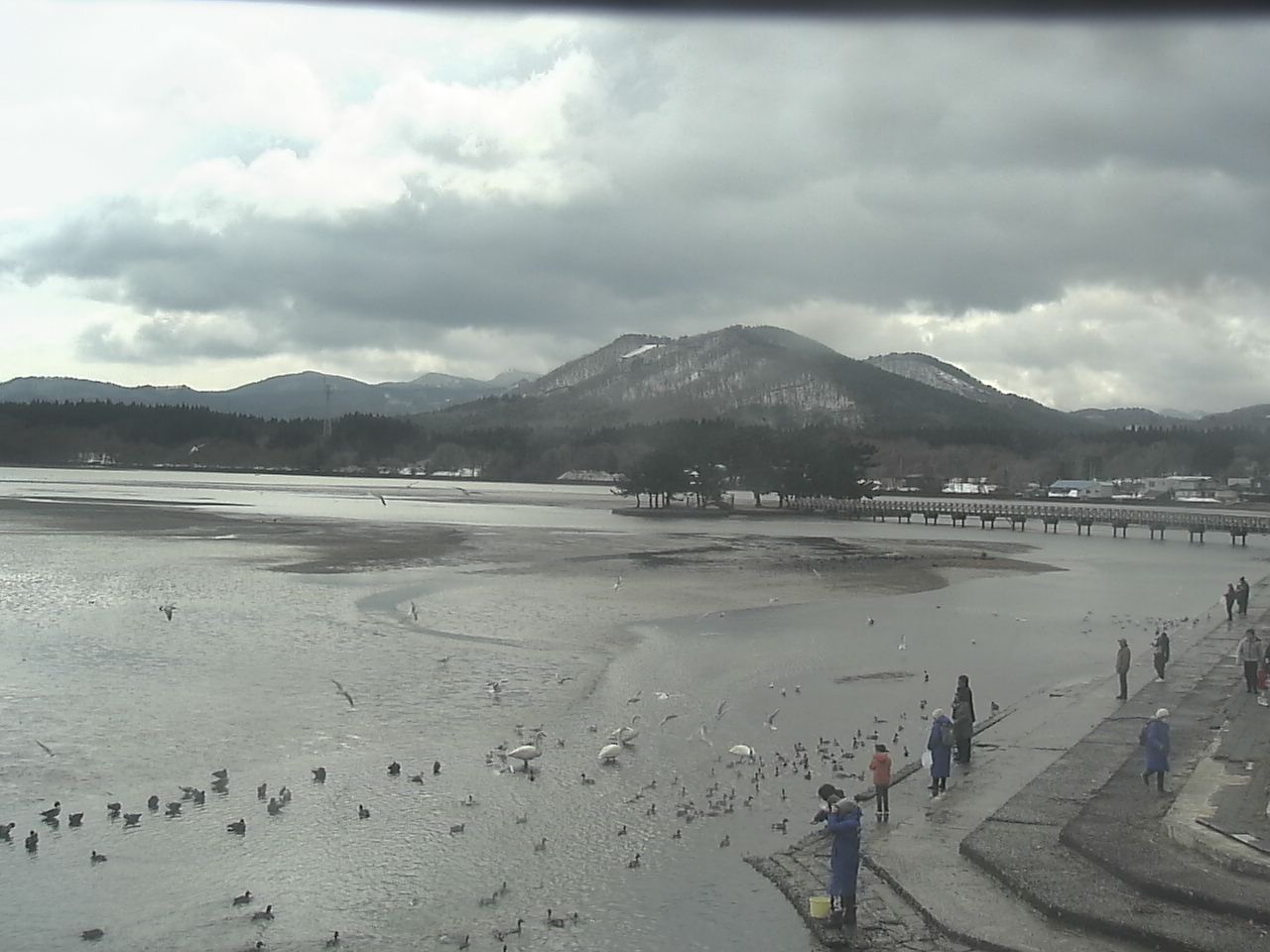 小湊海岸のハクチョウ