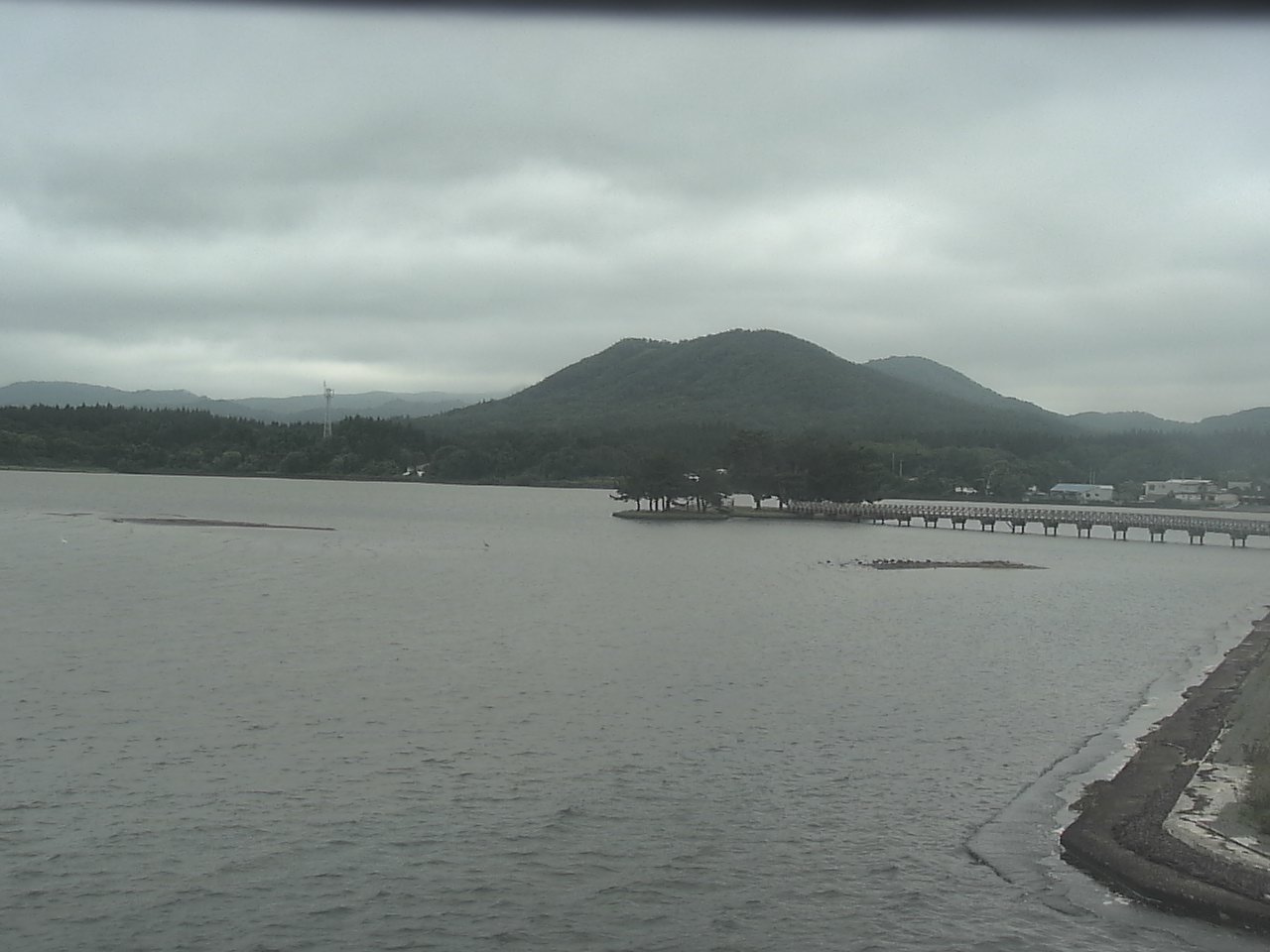 小湊海岸のハクチョウ