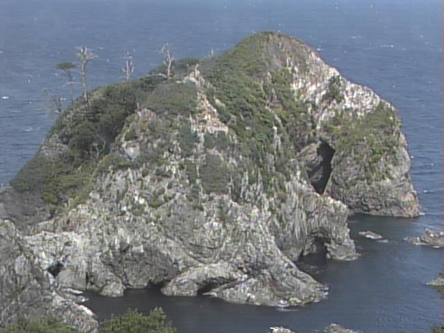 三陸海岸宮古のウミネコ繁殖地