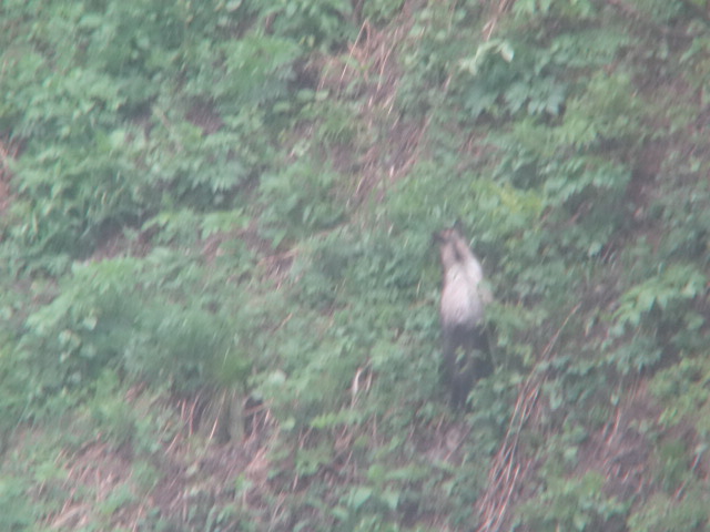 白山ブナオ山の動物たち
