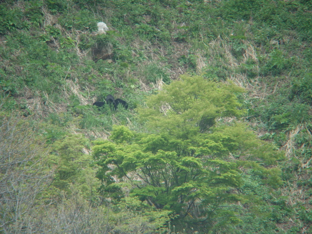 Animals in Mt. Bunao in Mt. Hakusan