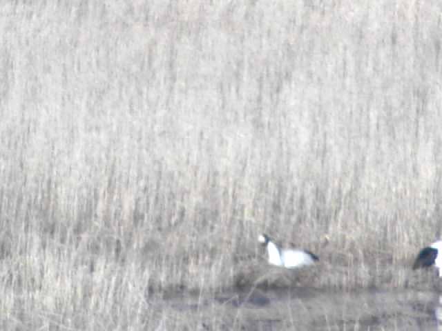 Animals in Lake Akkeshiko and Bekambeushi Marsh