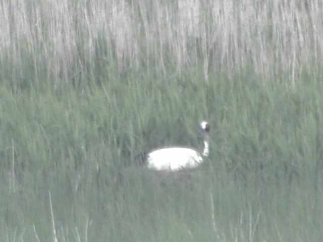 Animals in Lake Akkeshiko and Bekambeushi Marsh