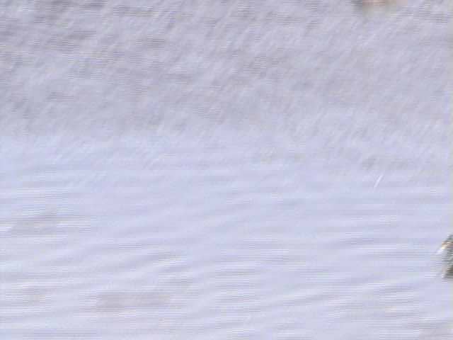 厚岸湖  ・ 別寒辺牛湿原の動物達