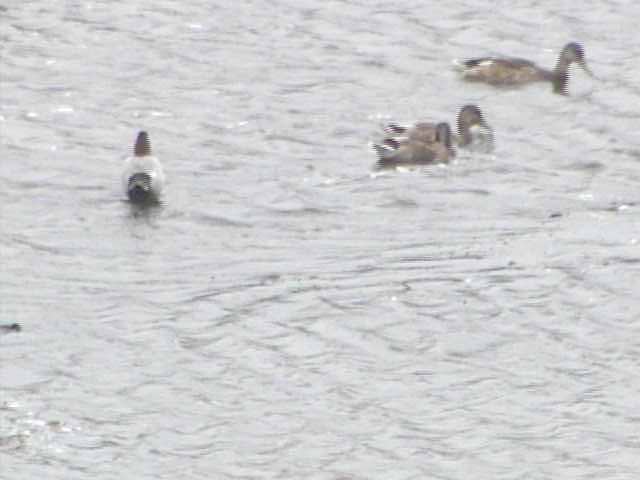 Animals in Lake Akkeshiko and Bekambeushi Marsh