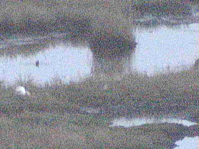 Animals in Lake Akkeshiko and Bekambeushi Marsh