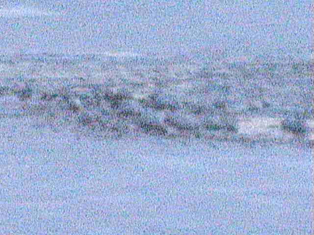 厚岸湖  ・ 別寒辺牛湿原の動物達