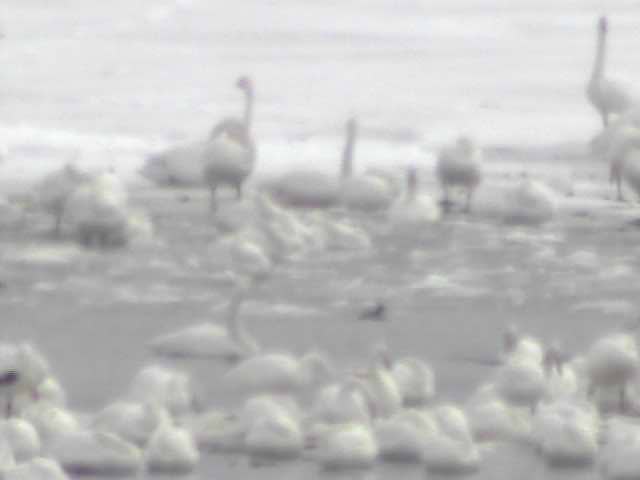厚岸湖  ・ 別寒辺牛湿原の動物達