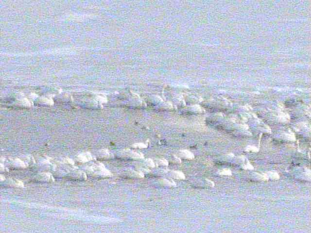 厚岸湖  ・ 別寒辺牛湿原の動物達