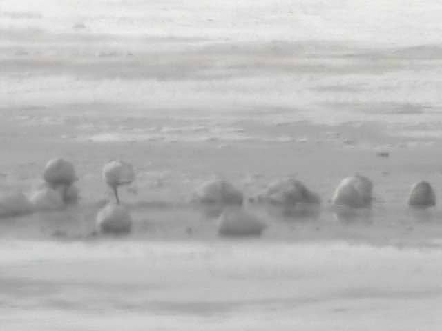 厚岸湖  ・ 別寒辺牛湿原の動物達