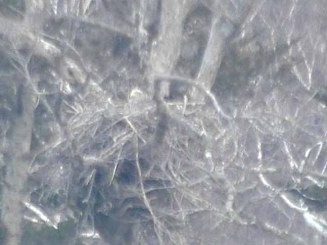 厚岸湖  ・ 別寒辺牛湿原の動物達