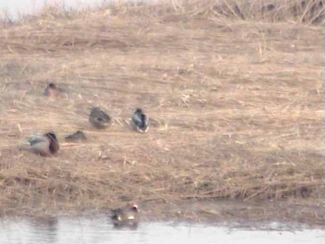 厚岸湖  ・ 別寒辺牛湿原の動物達