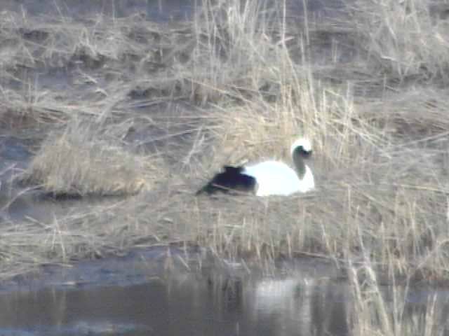 Animals in Lake Akkeshiko and Bekambeushi Marsh
