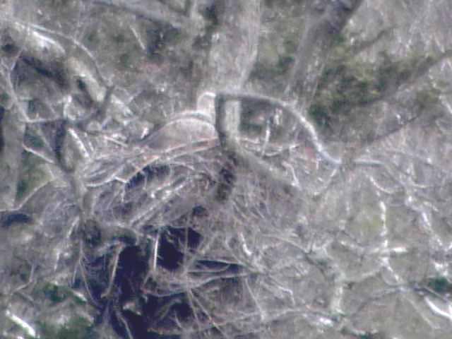 Animals in Lake Akkeshiko and Bekambeushi Marsh