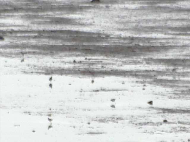 Animals in Lake Akkeshiko and Bekambeushi Marsh