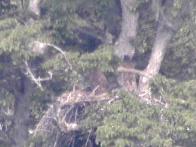 厚岸湖  ・ 別寒辺牛湿原の動物達
