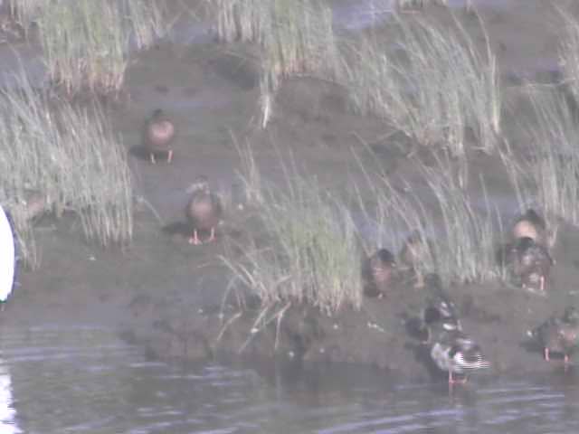 厚岸湖  ・ 別寒辺牛湿原の動物達