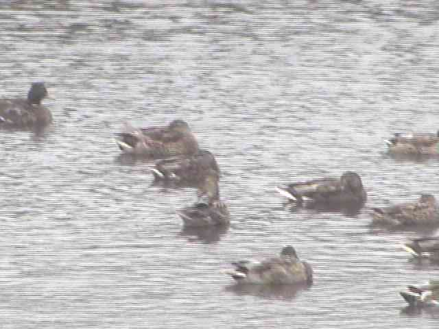 Animals in Lake Akkeshiko and Bekambeushi Marsh