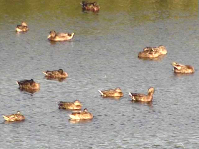 厚岸湖  ・ 別寒辺牛湿原の動物達