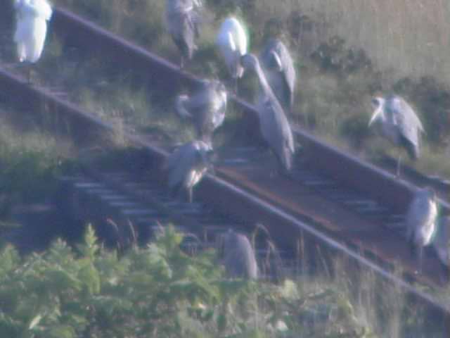 Animals in Lake Akkeshiko and Bekambeushi Marsh