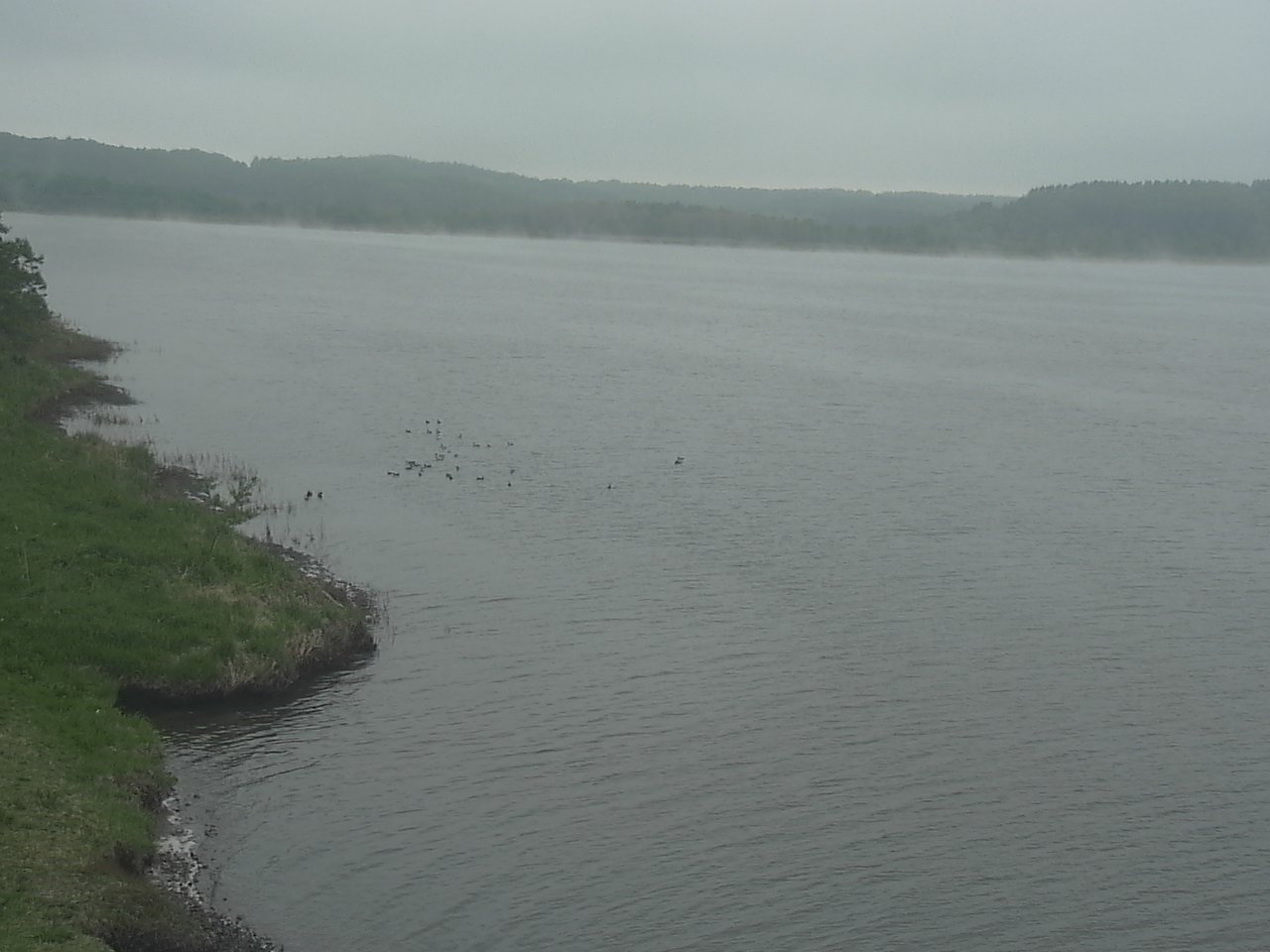Swans in Lake Kutcharoko