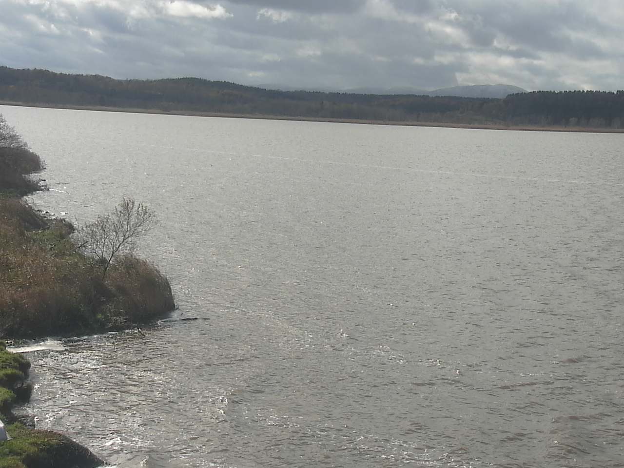 Swans in Lake Kutcharoko