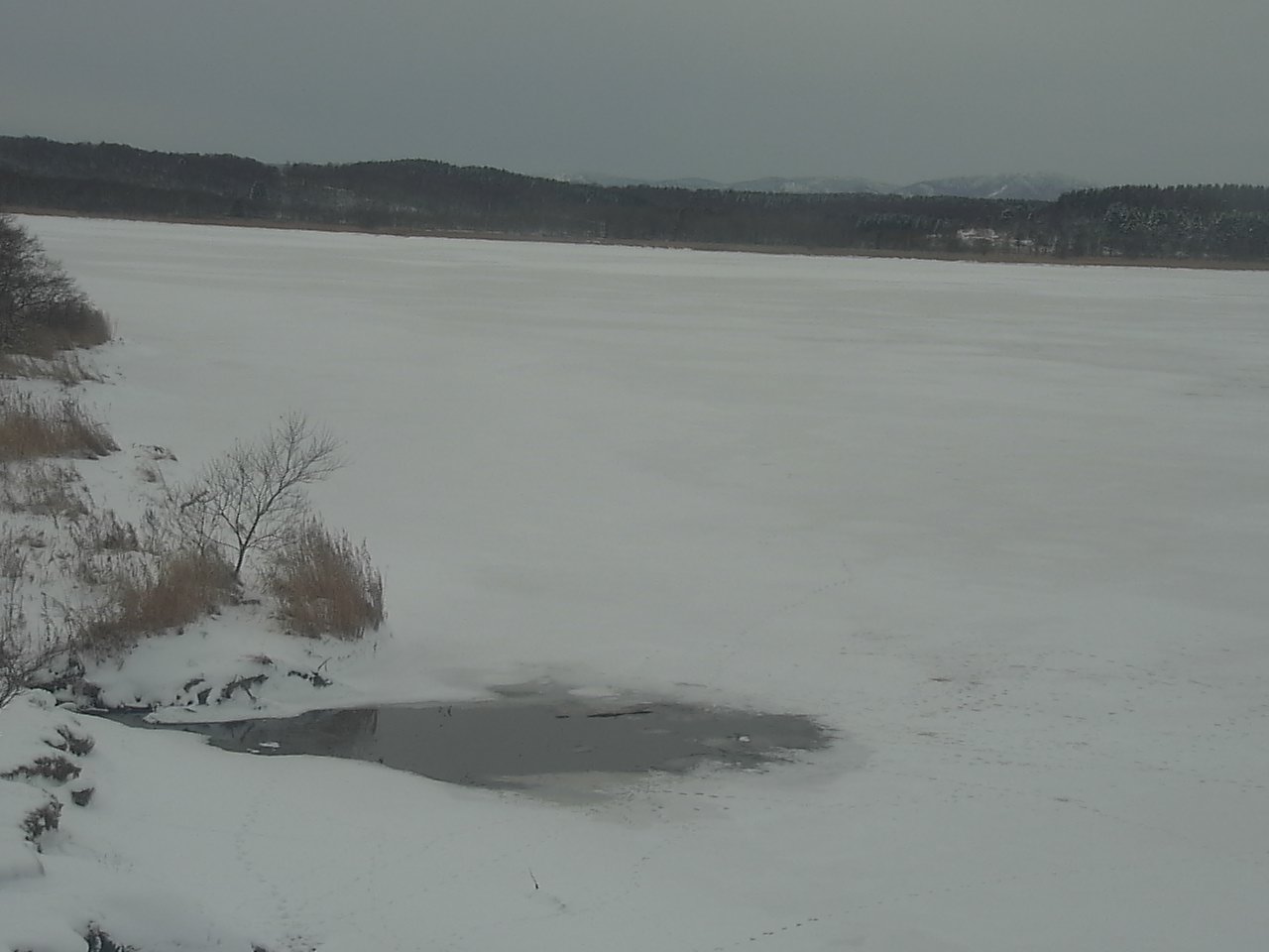 クッチャロ湖のハクチョウ