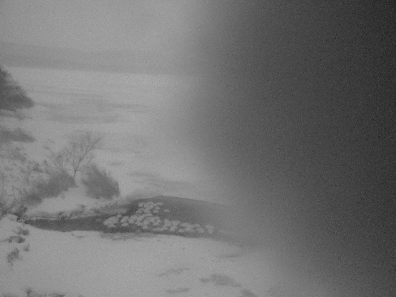 クッチャロ湖のハクチョウ